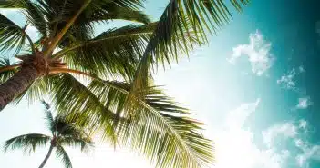 green palm tree under blue sky and white clouds during daytime