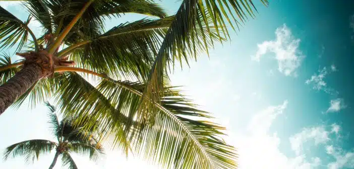 green palm tree under blue sky and white clouds during daytime