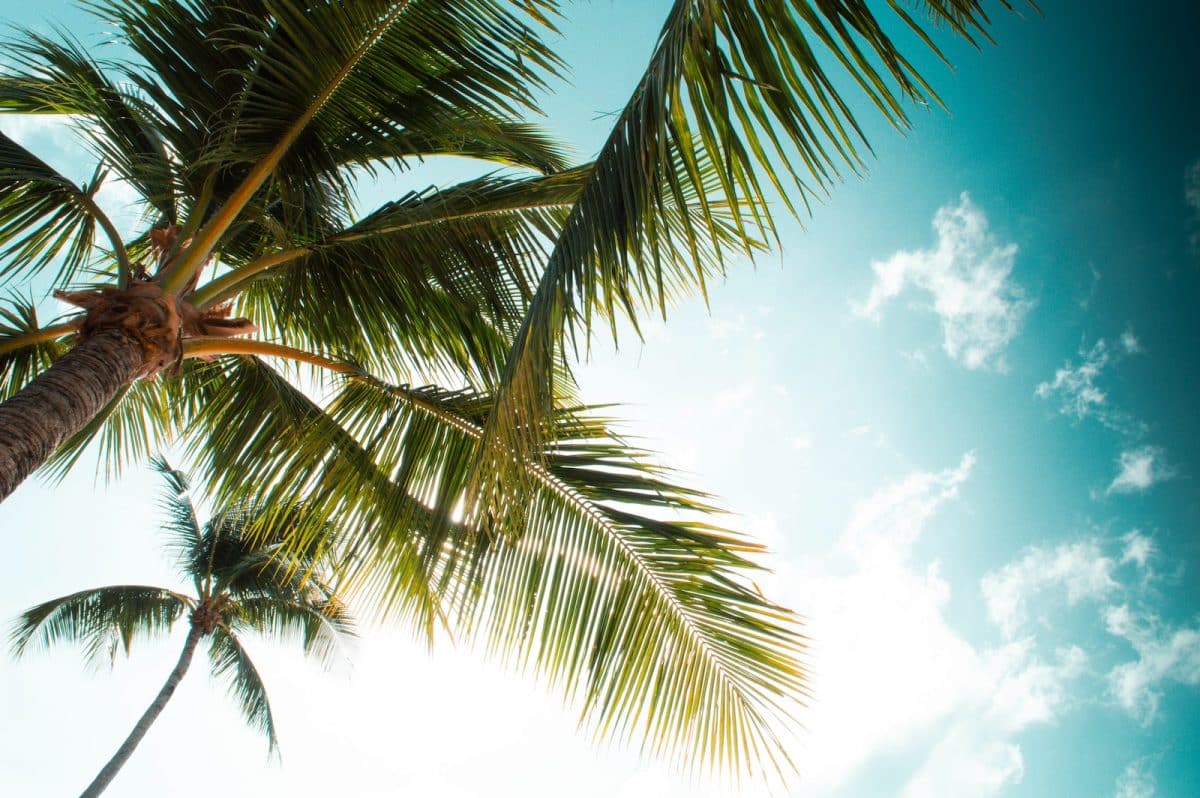 green palm tree under blue sky and white clouds during daytime