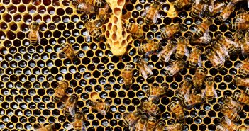 Tout savoir sur la gelée royale Tout savoir sur la gelée royale