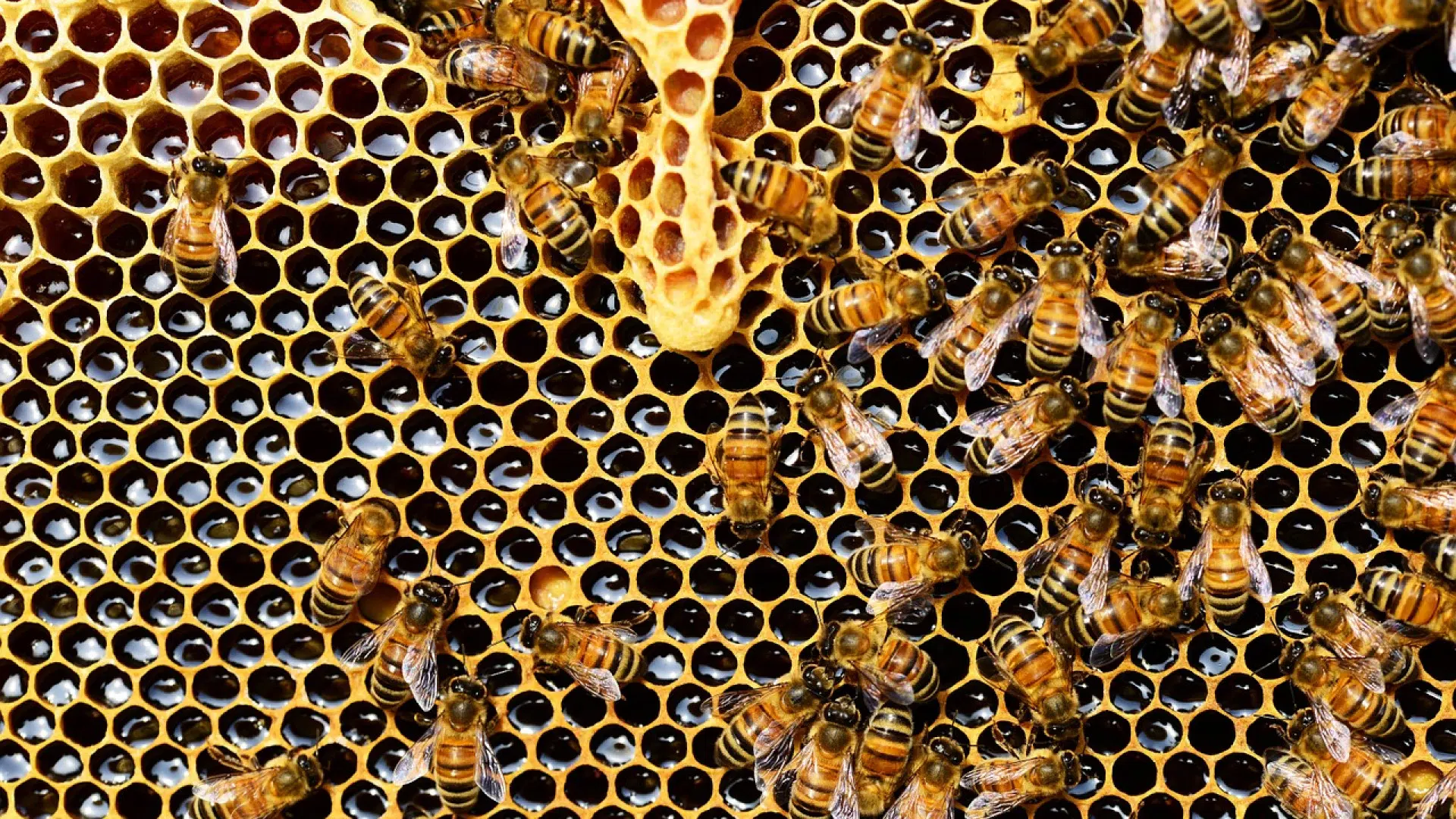 Tout savoir sur la gelée royale